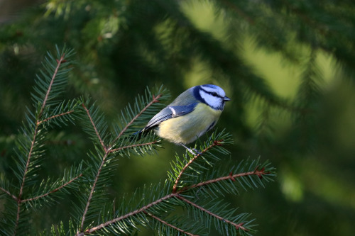 Blue tit/blåmes, Great tit/talgoxe and Yellowhammer/gulsparv. 