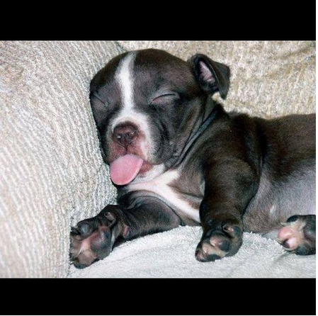 buzzfeed:  Here are all the dogs competing for best pitbull on Instagram.