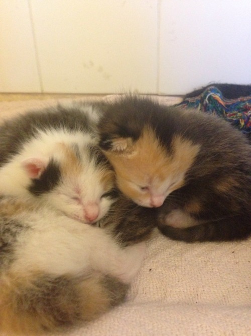 famaululat:Seeking Loving Homes for Kittens in Central FL Well, it’s kitten season again. These love