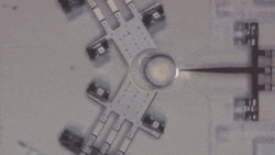 corporisfabrica:  This is a nanoinjector:a tiny machine that can inject egg cells like this one with DNA without causing them harm. If you think threading a needle can be fiddly, trying to inject DNA into a single human cell using a syringe (by hand!)