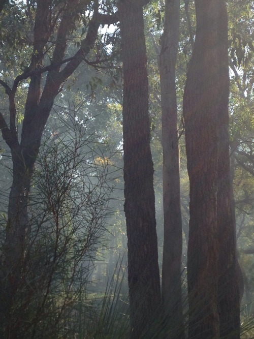 pistachiou: my backyard is a mystical land tbh