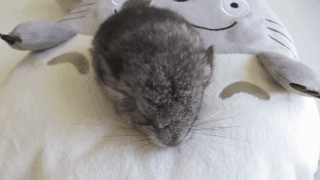 foxinu:  cute baby chinchilla sounds! - ft Totoro