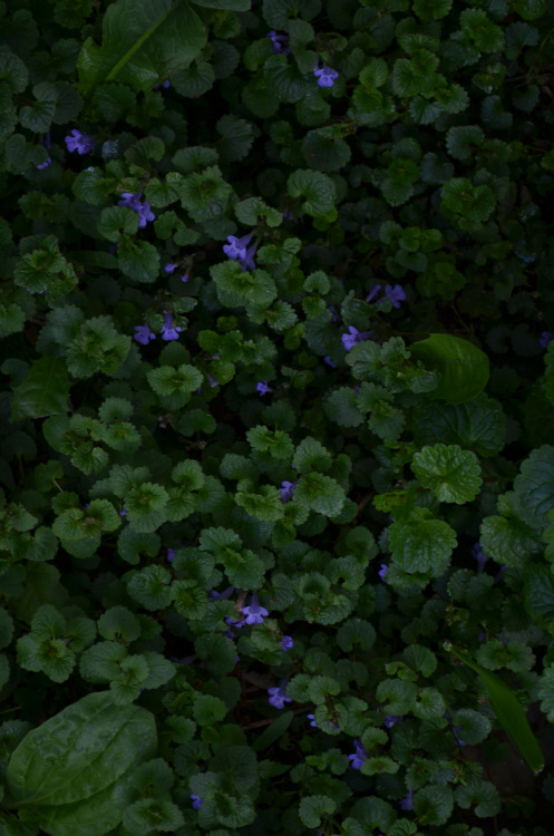 cookpot:isthe-ianthine:Faerie Forest by Monica Marie[image description: Photo of a field of purple f