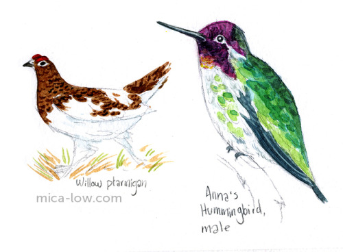 mica-low: Some birbs in watercolor, graphite, and gouache. About 50% aspirational and 50% birds I&rs