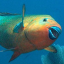 rainbow-parrotfish avatar