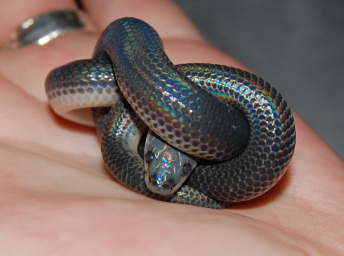 phoeni-xx: biglighterguy: ouroboner: i found some more pictures of that Sunbeam snake! So cute&helli