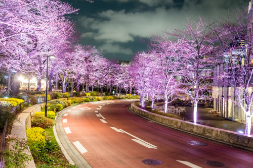 ourbedtimedreams:    Midtown Blossom by Ballet Lausanne    