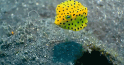 vastderp:likesplatterpaint:buzzy little boxfish