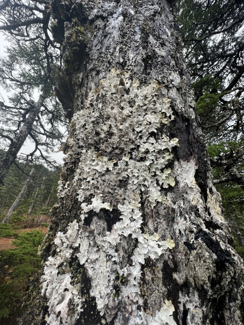 Platismatia Lacunosa 