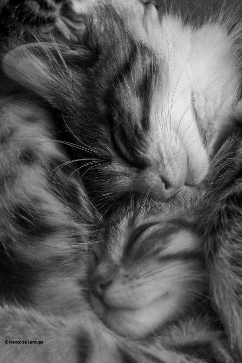 francoise-larouge: Les chats du samedi 1er octobre ©Françoise Larouge