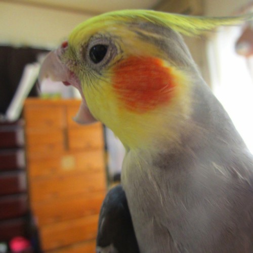 Watch out! I&rsquo;m a huge monster! #grey #cockatiel #tagsforlikes #オカメインコ #like