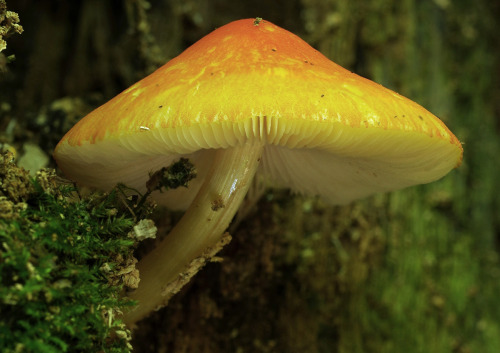 This is Pluteus aurantiorugosus - it&rsquo;s a pretty rare find and took me a while to ID despite it