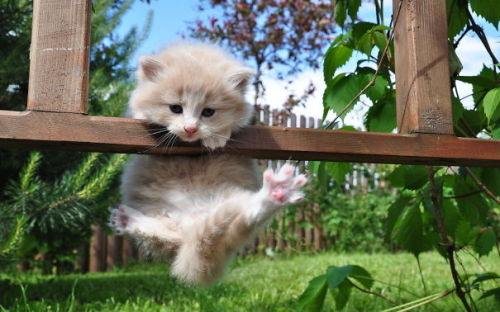 awesome-picz:  Ninja Cats That Have Mastered The Ancient Art Of Ninjutsu