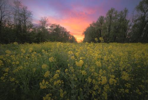 oneshotolive:  Beautiful sunset in The Netherlands