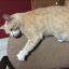 cat-gati