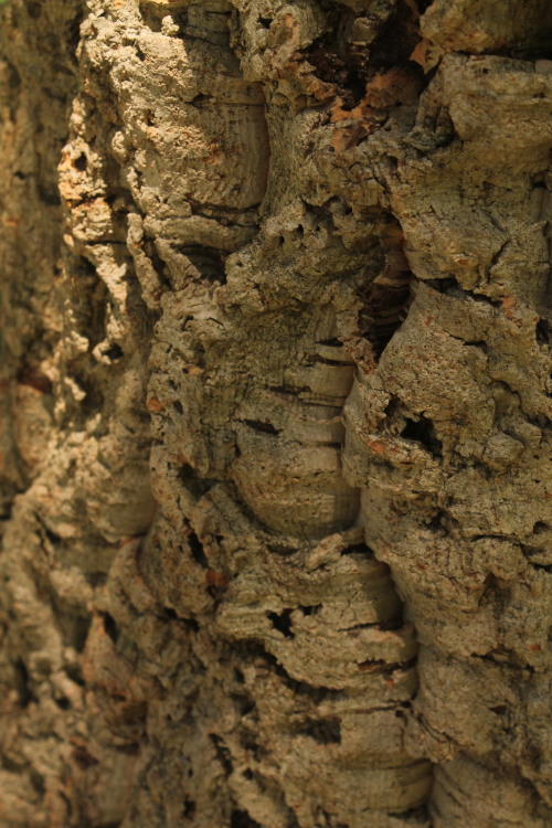 Cork Oak, Quercus suber, growing magnificently well in the Elysian Park Arboretum. The bark of this 