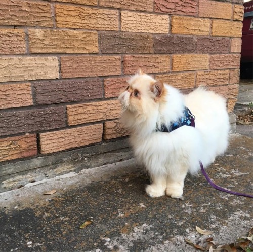 lucifurfluffypants:This wall is almost as flat at my face. #fluffypantsdaily #walkies #flatface #per