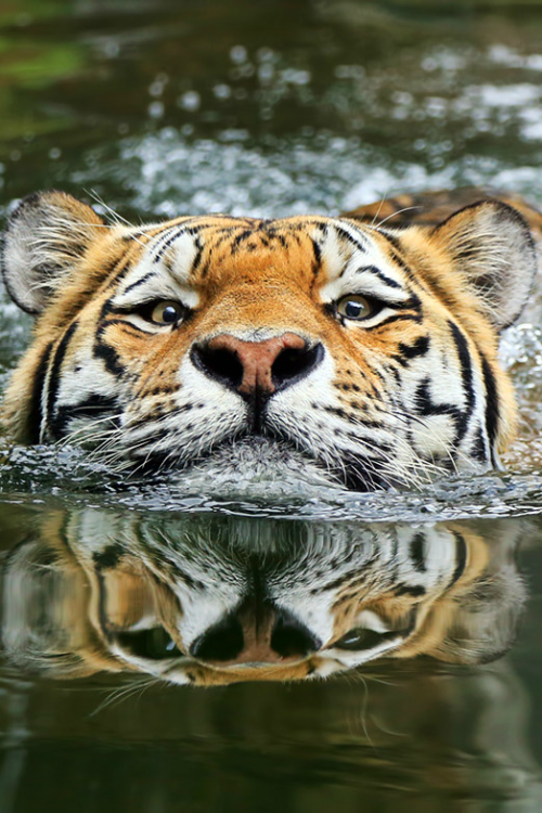 waasabi:  A matter of perspective by Klaus Wiese 