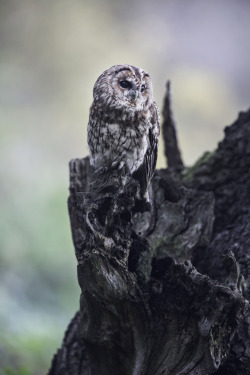 0ce4n-g0d:  (via 500px / Tawny Owl! by Sue