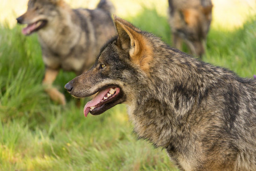 lonestray:  Iberian wolf by robe_mac