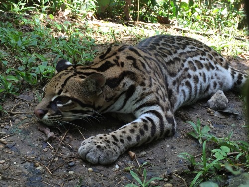 lions-tigers-nature:  Amazoonica, animal refuge center in Ecuador ❤️ Picture cred: Diana K