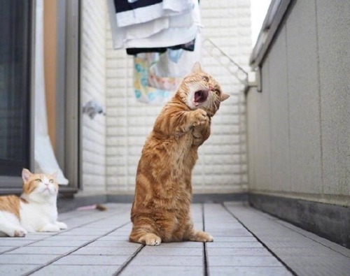 Dear God ~~~ I want unlimited supply of toona please…