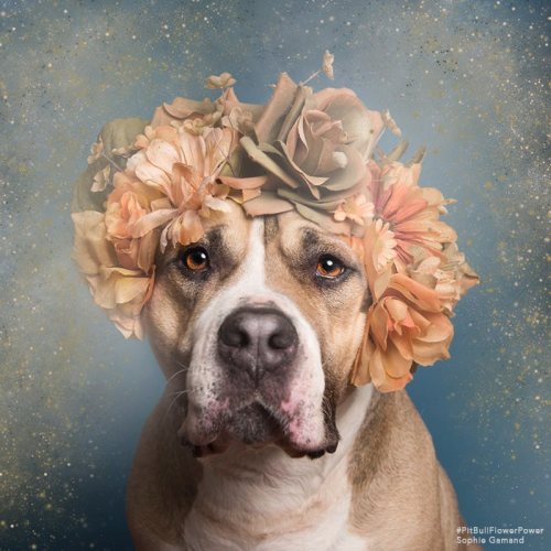 culturenlifestyle:  French Photographer Stands Up For Animal Rights Through “Pit Bull Flower Power” Project Sophie Gamand is a French photographer and animal rights advocate based in New York city. Since 2010, her award-winning work has focused on