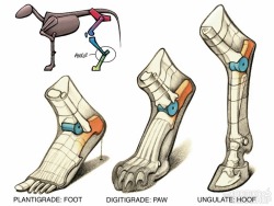 pyrositshere: mastercreart:  leg refences