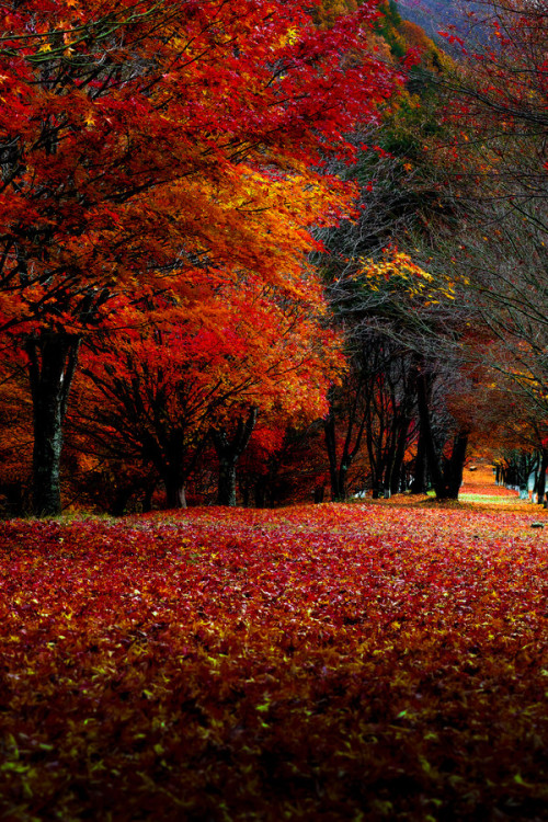 wowtastic-nature:  Mo-Mi-Ji by  VIC SHIMAMURA on 500px.com 