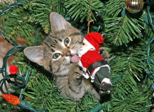 Tomorrow is Christmas Eve, so here are more good pictures of cats enjoying the holidays!!!