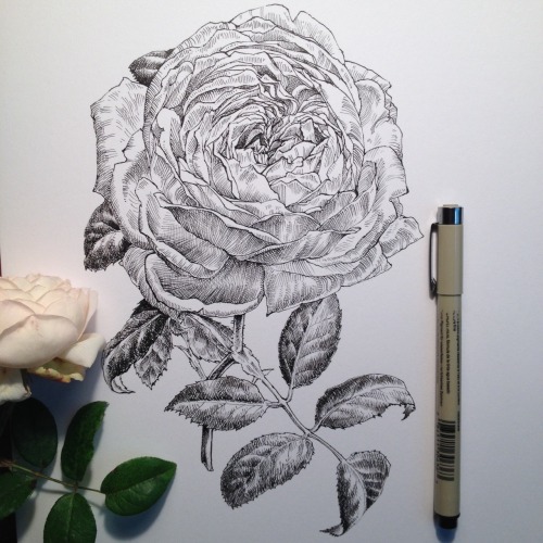 noelbadgespugh:december study