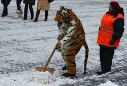 killuo: ghostcongregation: sad how we treat are animals….  That is not funny That is not cute It is animal abuse TIGERS ARE NOT SUPPOSED TO SCOOP SNOW TIGERS ARE NOT SUPPOSED TO BE STANDING ON TWO LEGS Why the fuck do you think tigers who get forced