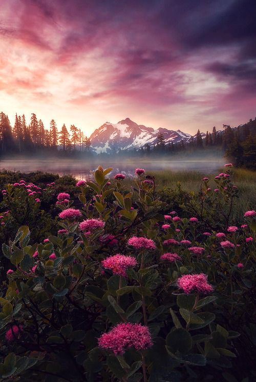 awakyn:  Purple Haze, Mount Shuksan, Washington