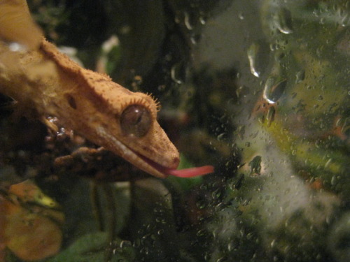 kai-ni:i-saw-a-kingsnake-today:Photos of Mantequilla I took last night just after I misted him/her! 