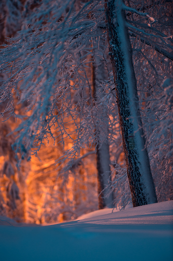 0rient-express:  winterwald | by Stephan Amm.       