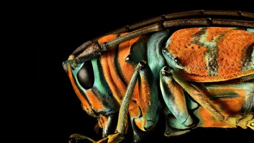 littlelimpstiff14u2: Microsculpture – The Insect photography of Levon Biss Microsculpture &nda