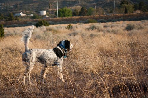 Roy on point (with help from Stile in one pic). Roy is a 4yo field bred English setter. He’s great a