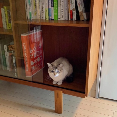 mochi-today - 新しい本棚がお気に入りShe likes the new bookshelf.