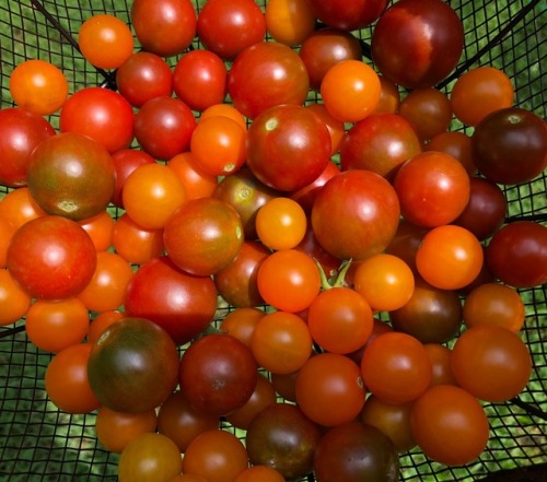 Got some lovely cherry tomatoes from my garden today. So far the best growing variety that I have tr