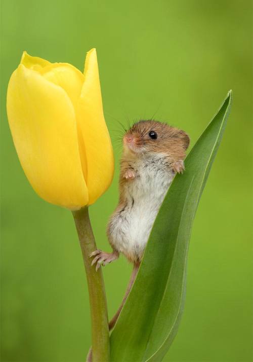 the-sunflower-one:Miles Herbert, 52, captured the sweet snaps as the harvest mice played inside the 