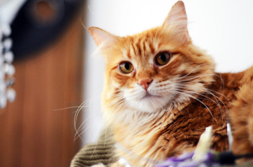 feralconservatives: Take a minute to look at my beautiful cat.