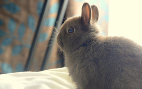 sokeeponmarching:  Cookie is just chillin on my bed.  He’s 11 weeks old now :). 