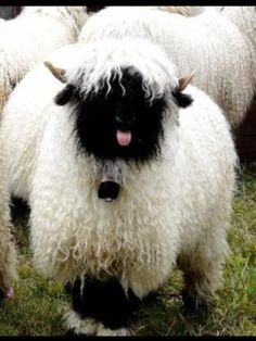 cat-supremacist:  Sheep bleps are pure and angelic 