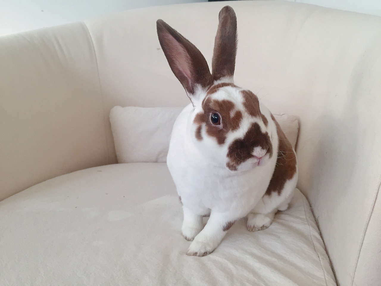 cosmic&ndash;jellyfish: yesiamspock:  Winston the Bun – a compilation   @dustidustbunni