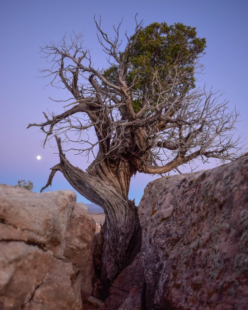 nicetrails:Juniper Tree in Utah