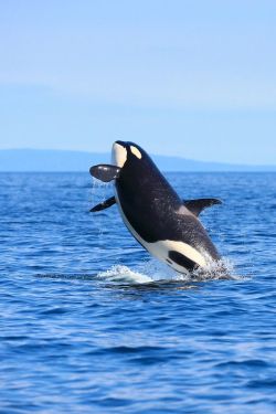 Jumping Orca | by: (Yellow Boots)