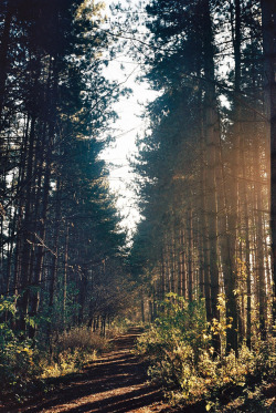 brutalgeneration:  tree line (by liamb1994) 