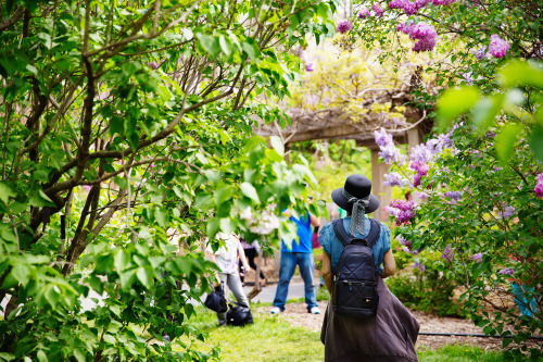 Brooklyn Botanical Garden.  Brooklyn, NY.