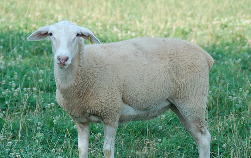 The Lacaune is a breed of domestic sheep originating near Lacaune in southern France. The Lacaune is