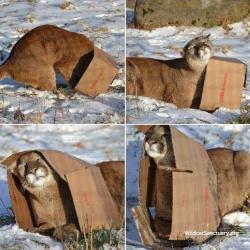 tooiconic: artemisbarnowl:  markv5: Большие кошки тоже любят коробки.  “big kitties also love boxes”  oh my god he is so happpy 